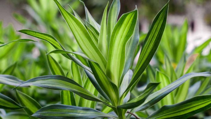 Dracaena (Dragonnier) : plantation, culture, entretien