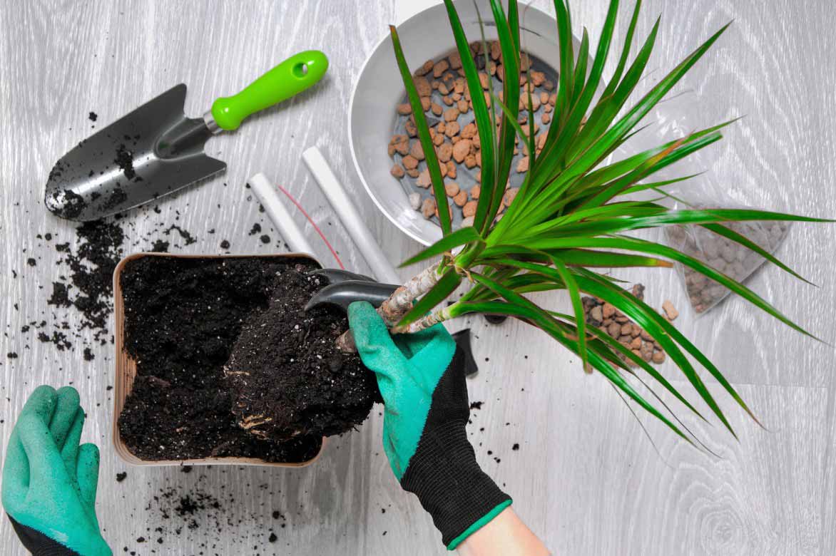 Plantation d'un Dracaena en pot