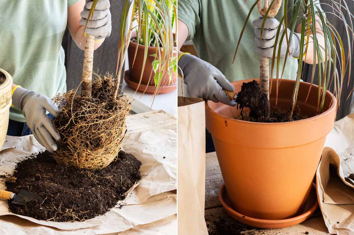 Le rempotage du Dracaena