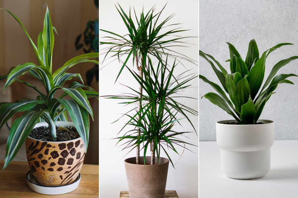 Differentes especes de Dracaena