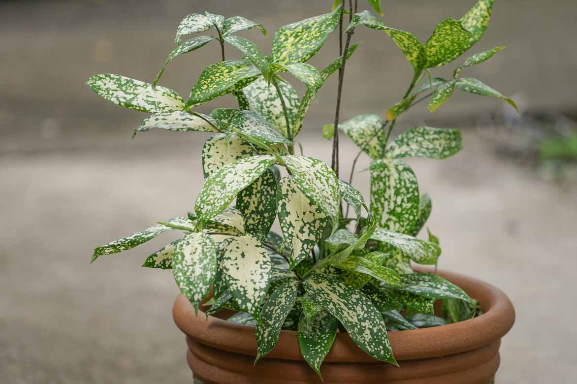 Dracaena aux feuilles panachees