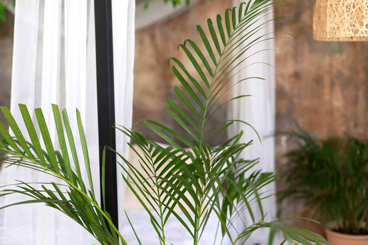 palmier d interieur Areca Dypsis