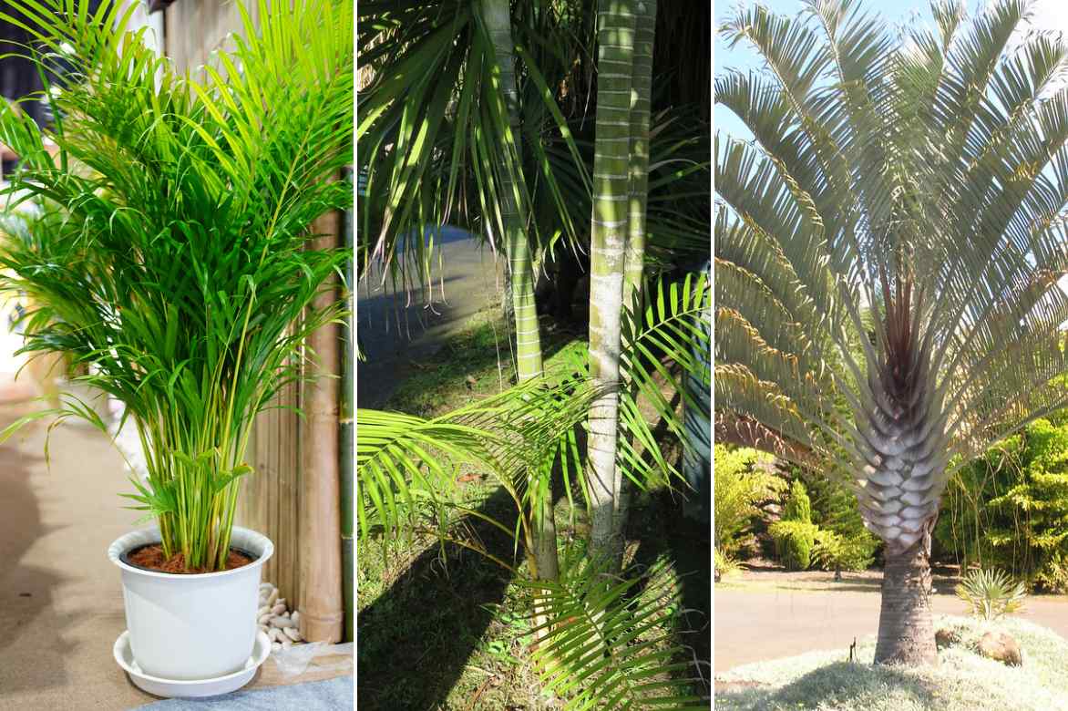 especes d Areca Dypsis palmier