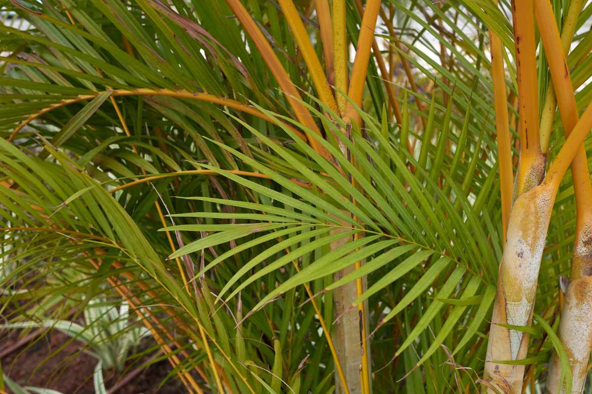 feuillage palmier areca