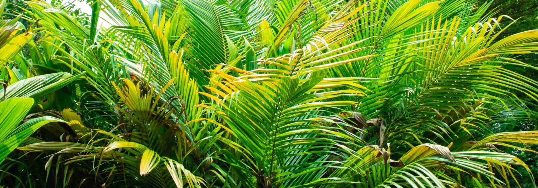 Dypsis - Palmier Areca : cultiver et entretenir