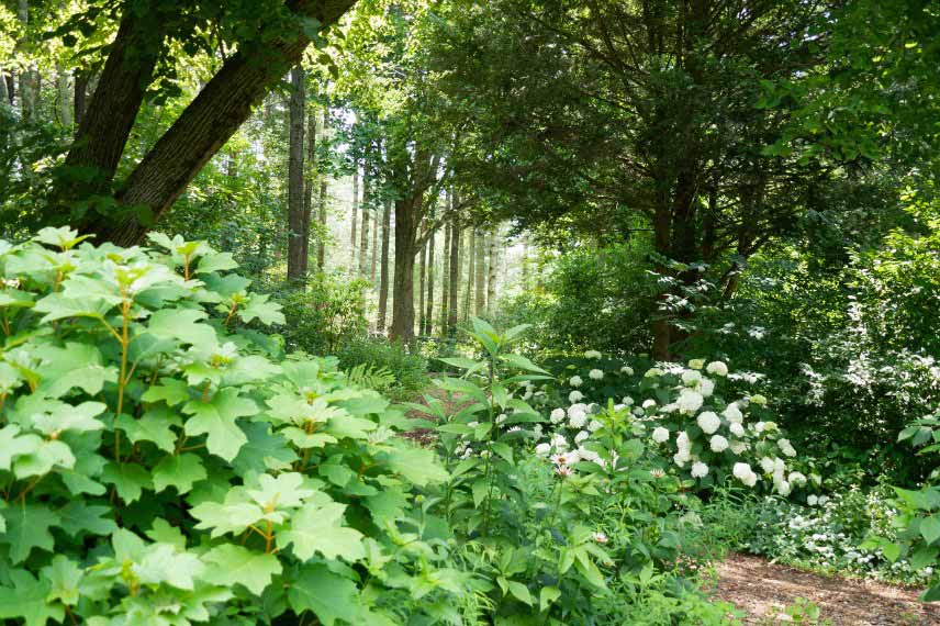 Jardin-forêt, sous-bois, canopée