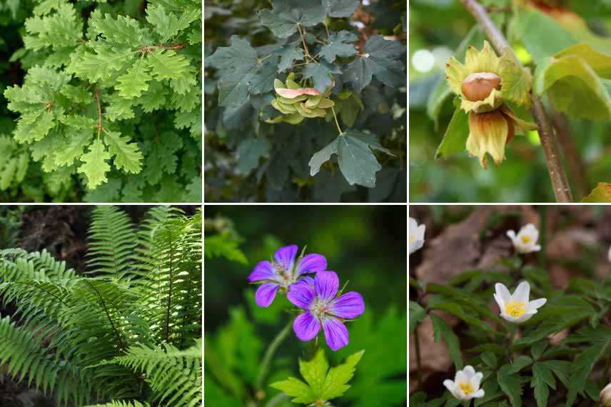 Quelles plantes installer pour créer un effet canopée