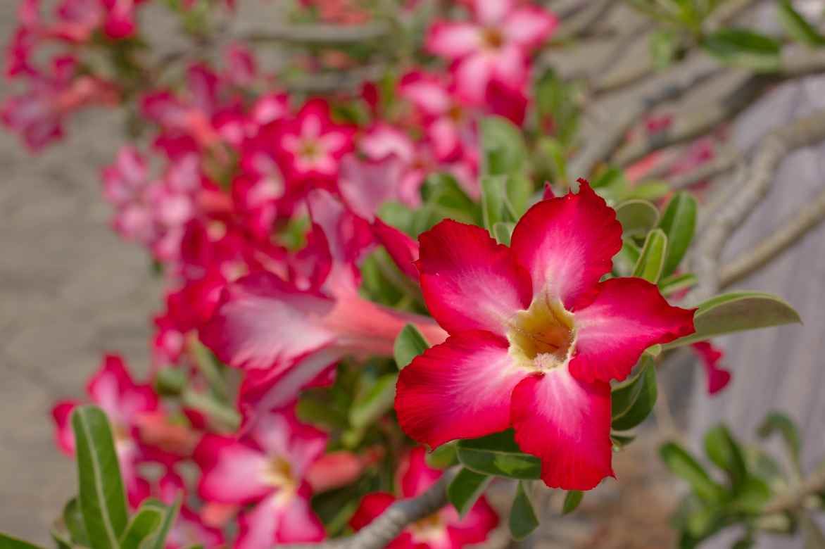 Fleurs adenium