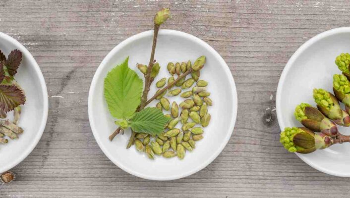 La gemmothérapie : l'énergie vitale des bourgeons