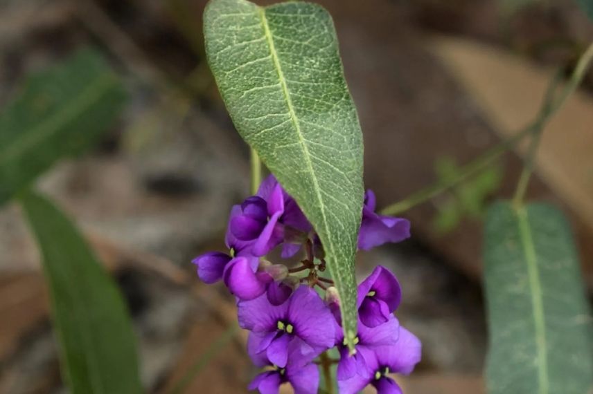 fleurs de Hardenbergia violacea Meema