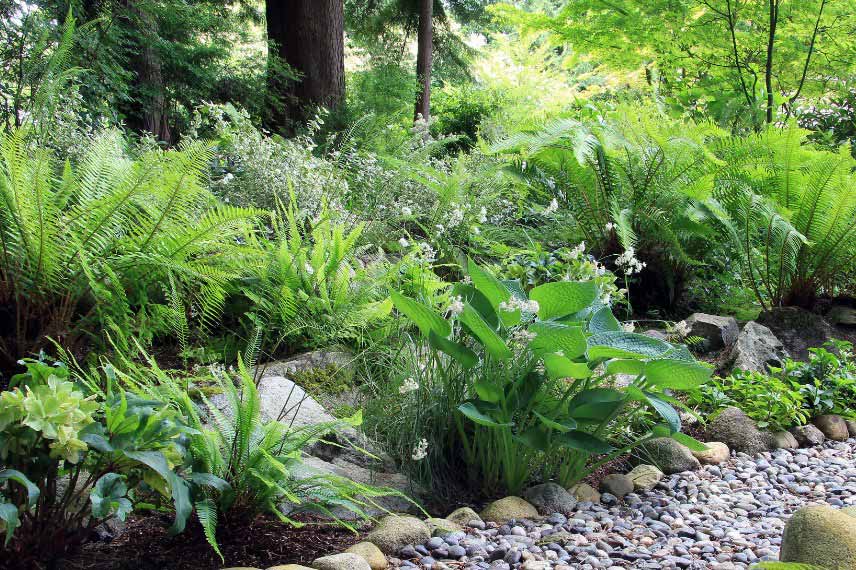 Vivaces d'ombre pour un jardin-forêt