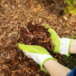 Jardinage débutant : pailler son jardin en 5 étapes faciles