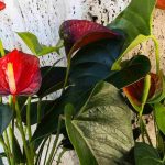 Maladies et parasites de l'Anthurium : identifier, traiter et prévenir