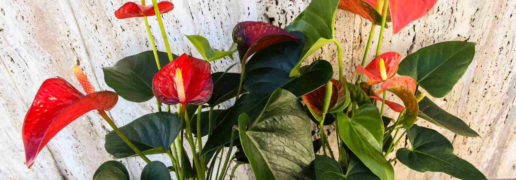 Maladies et parasites de l'Anthurium : identifier, traiter et prévenir