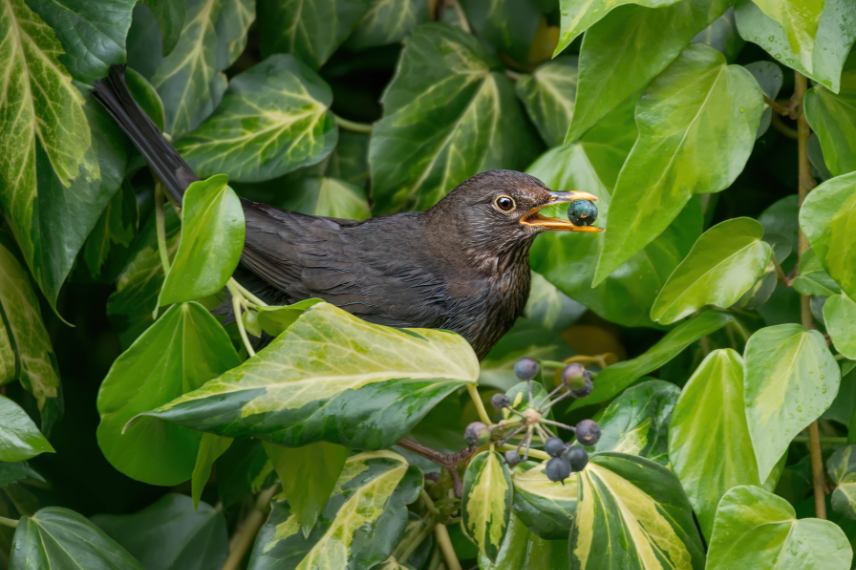 birds and garden berries