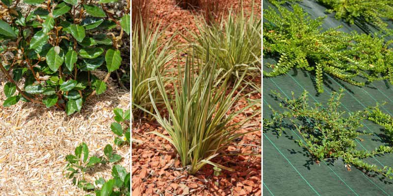 Quel paillage choisir - organique, mineral ou synthetique