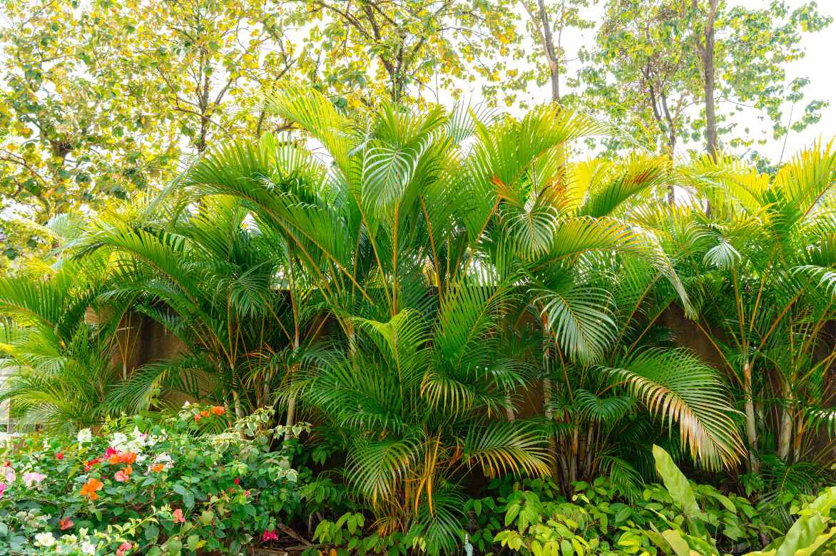 Dypsis jardin pleine terre