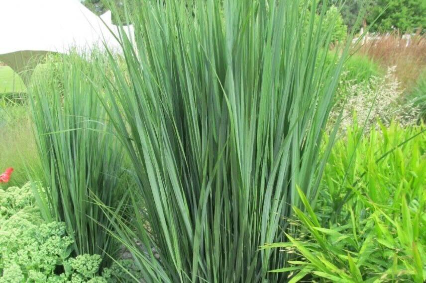 touffe verte de Panicum virgatum Northwind 