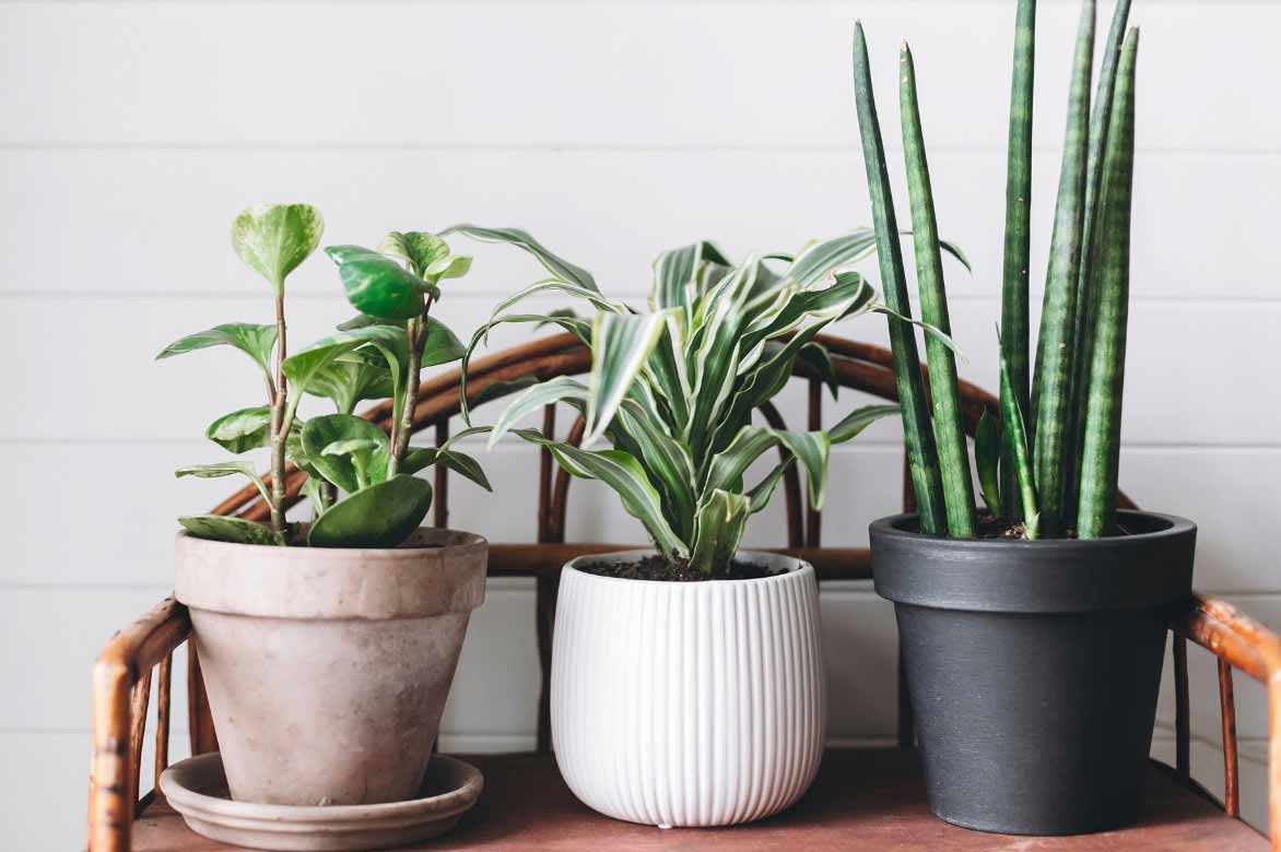 Dracaena et plantes d'interieur