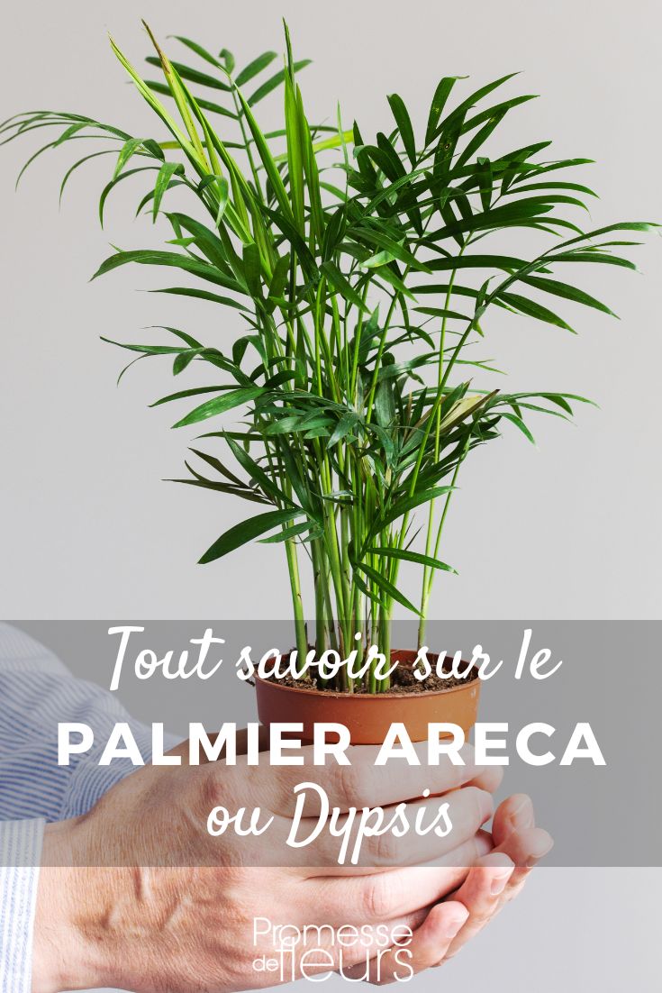 planter et entretenir le dypsis