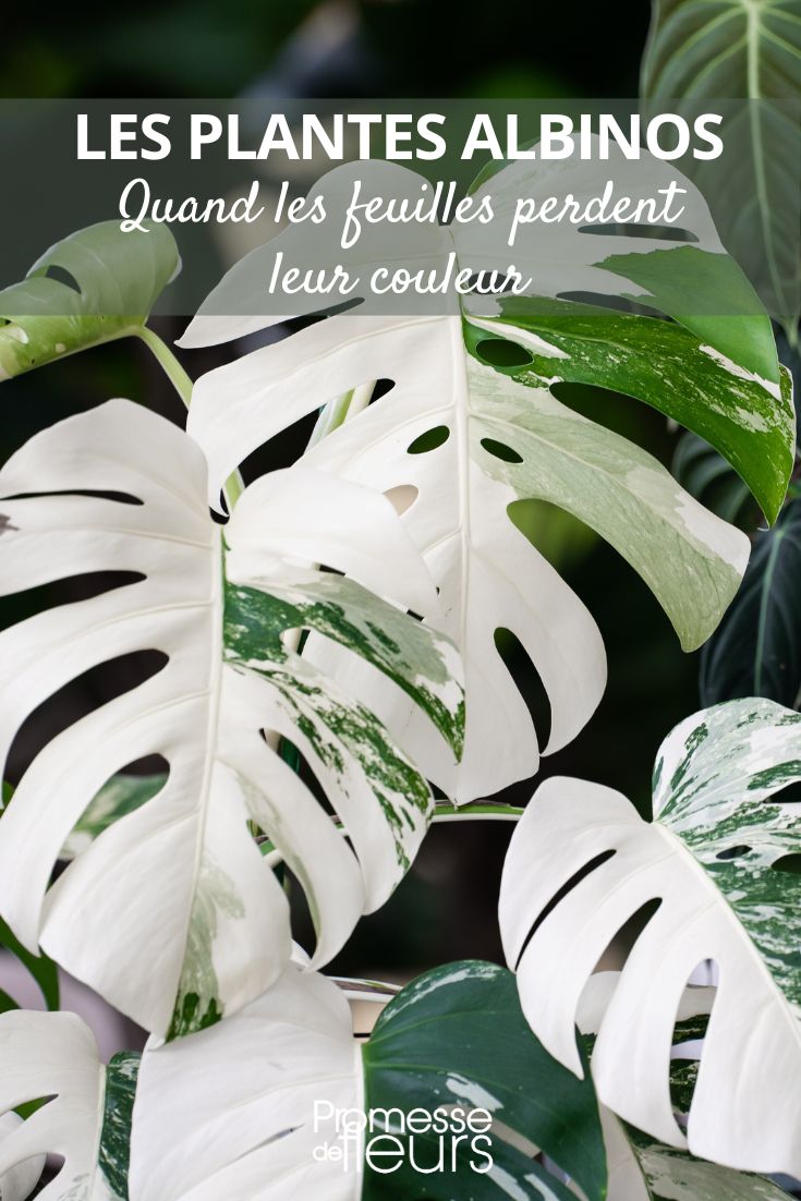 Monstera Albo variegated