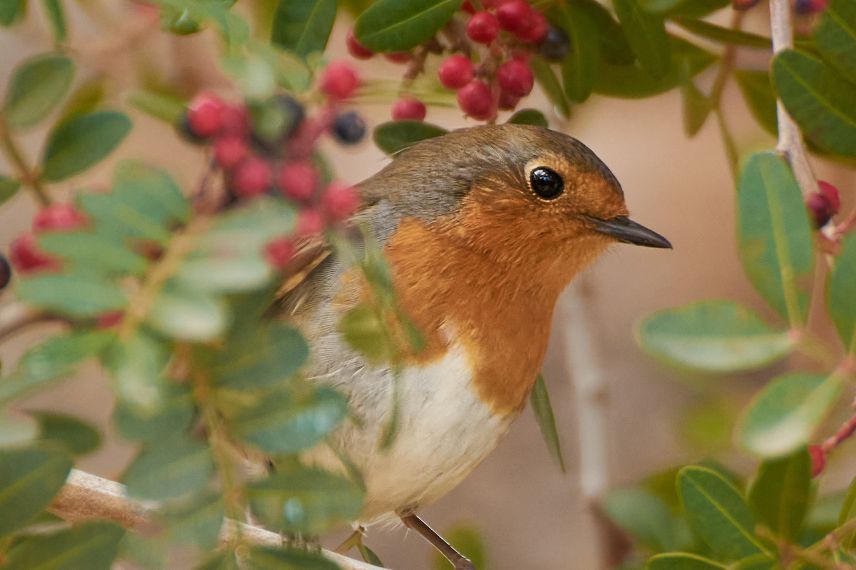 a bird in a berry tree