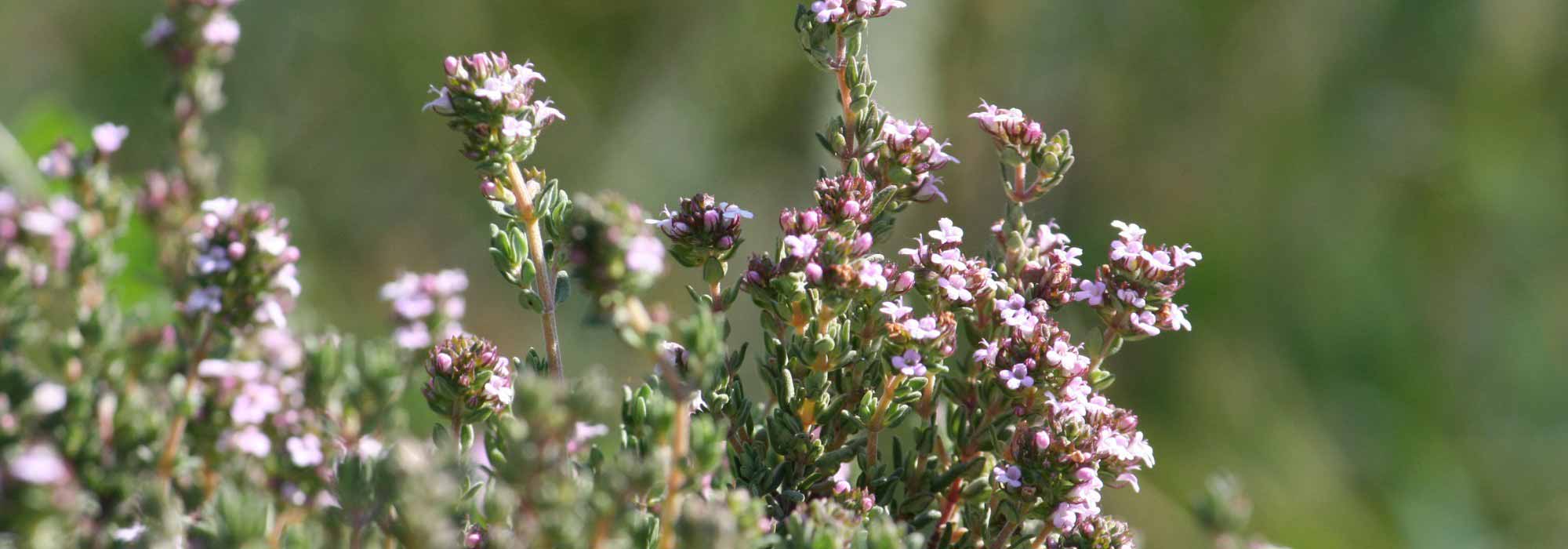 Comment soigner un rhume naturellement avec du thym ?