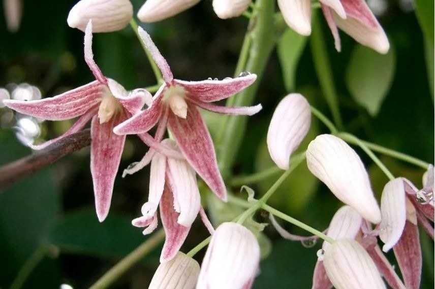 fleurs de Stauntonia hexaphylla 