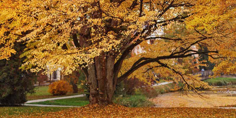 Cercidiphyllum en automne