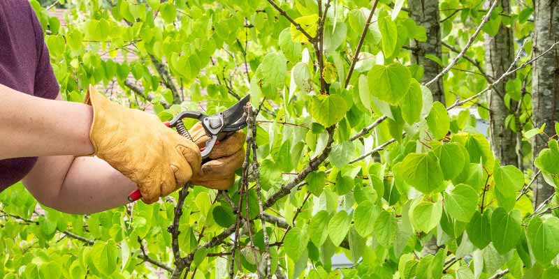 Arbre à caramel, Cercidiphyllum - Comment le tailler