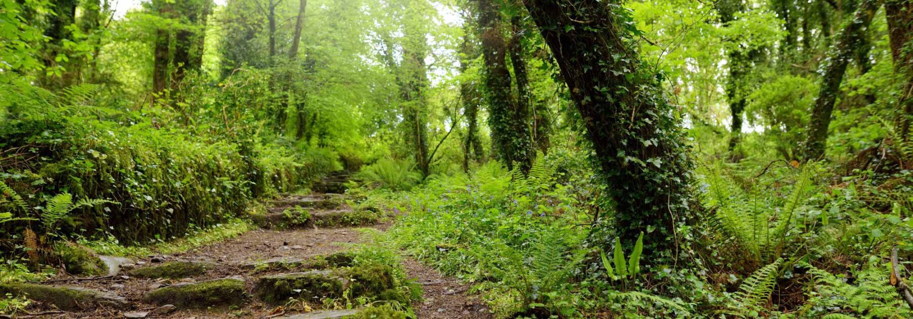 Tendance jardin "Effet canopée", ou comment recréer une forêt chez soi