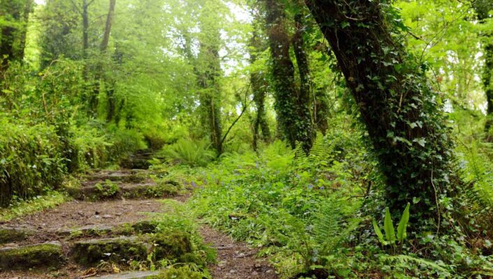 Tendance jardin "Effet canopée", ou comment recréer une forêt chez soi