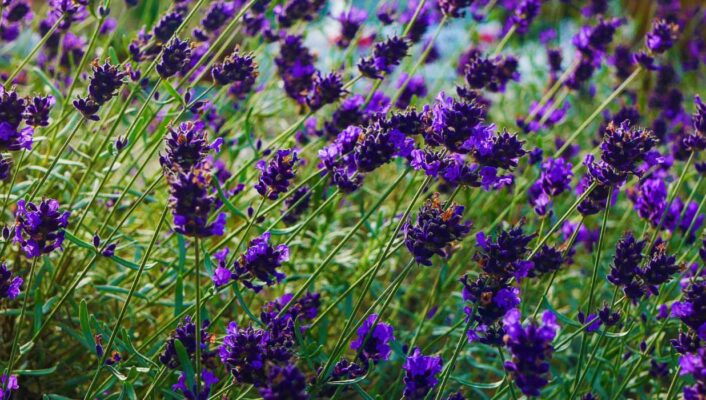 Entre bleu et violet, la couleur "Future Dusk" fait vibrer le jardin