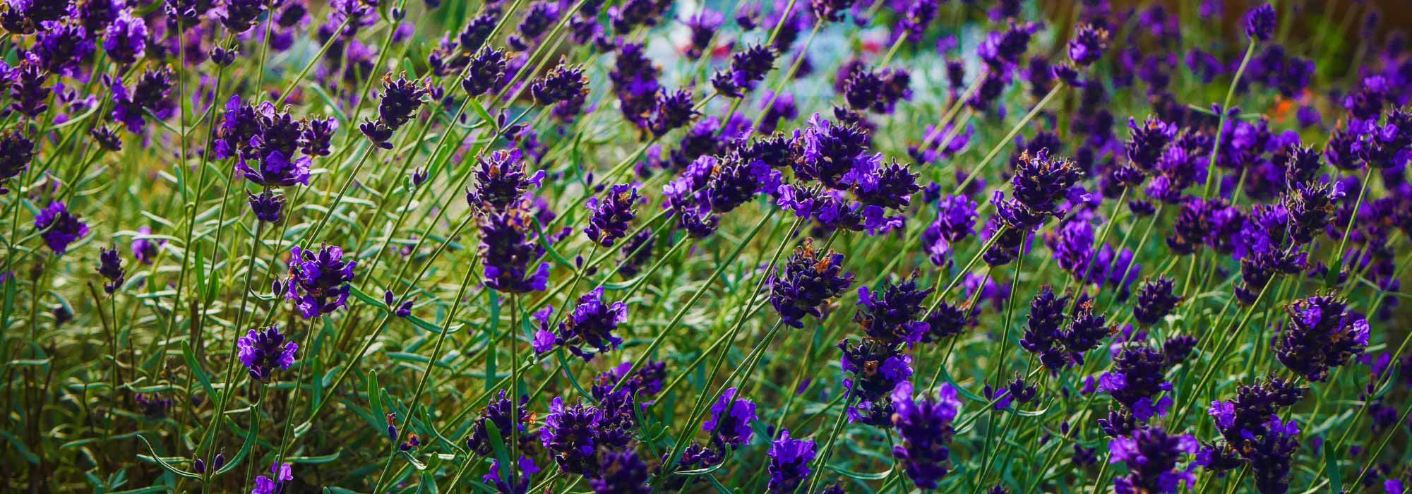 Entre bleu et violet, la couleur "Future Dusk" fait vibrer le jardin