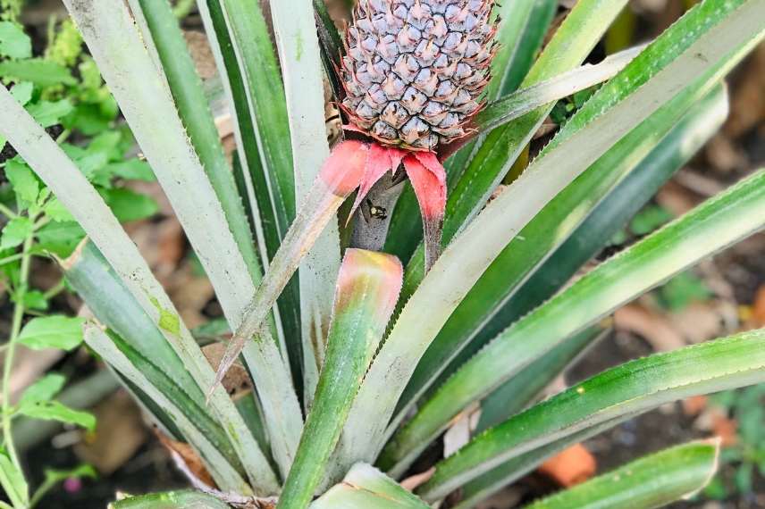 ananas comosus maladies et ravageurs