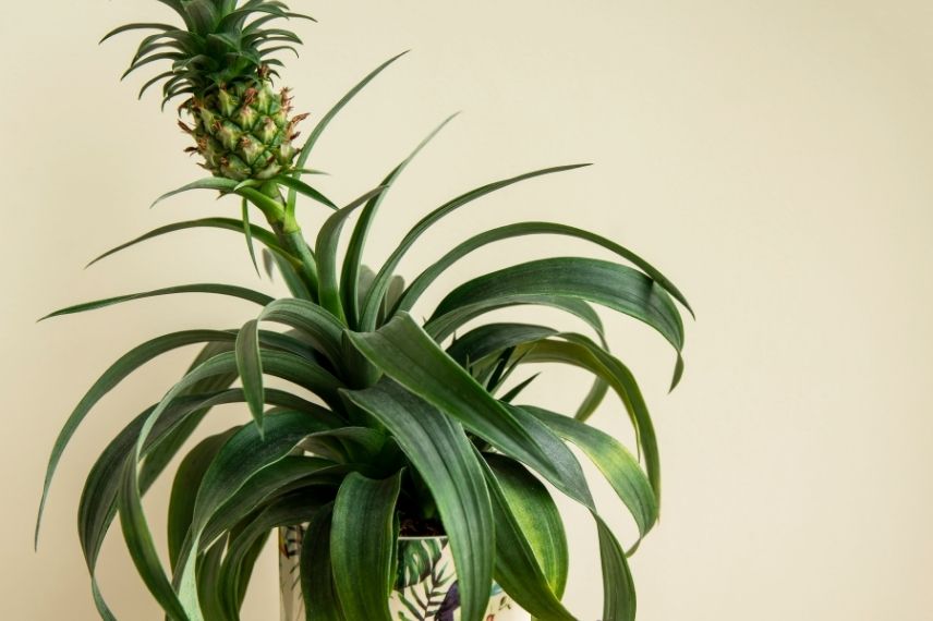 pineapple in pot care