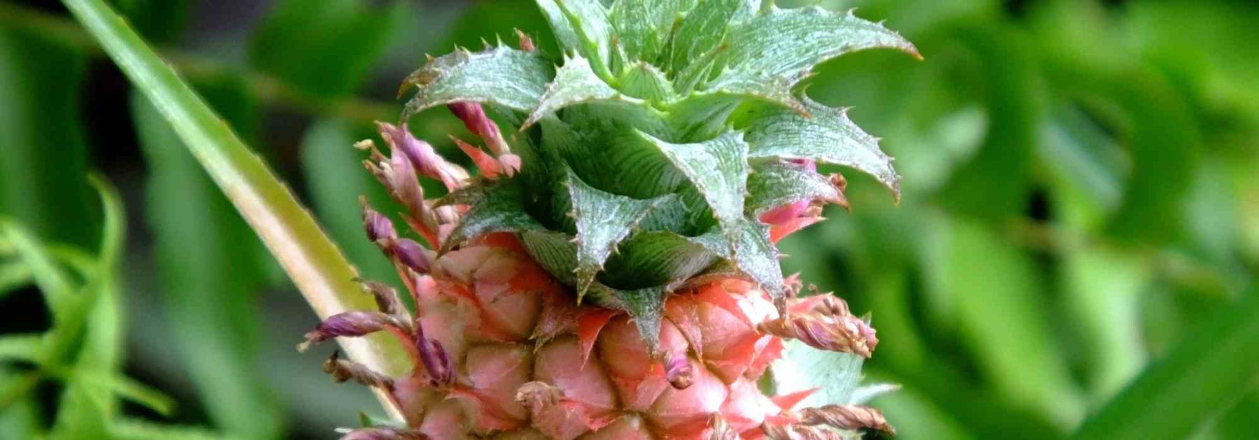 Ananas : l'entretien de cette plante d'intérieur au fil des saisons