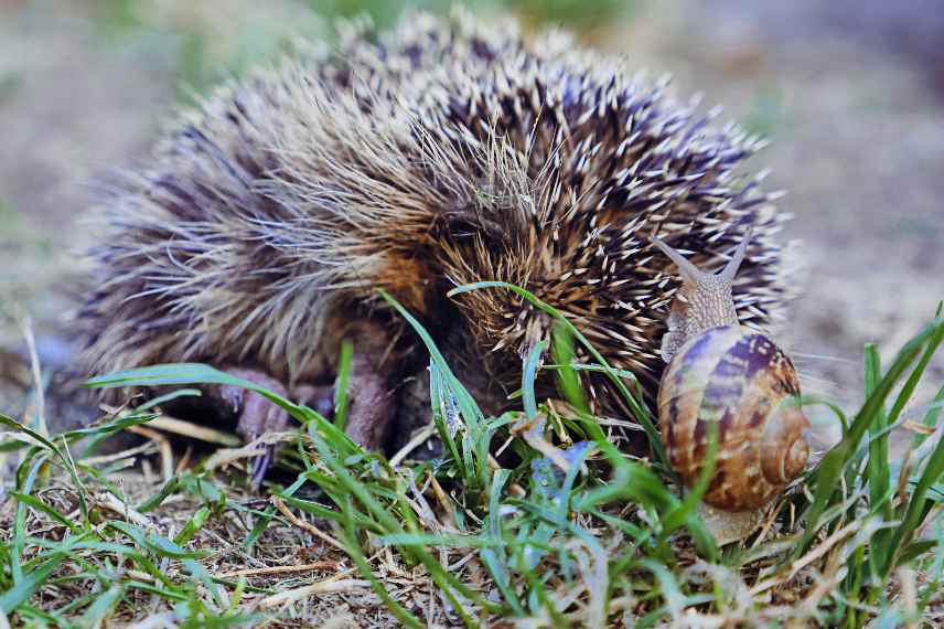 herisson et escargot