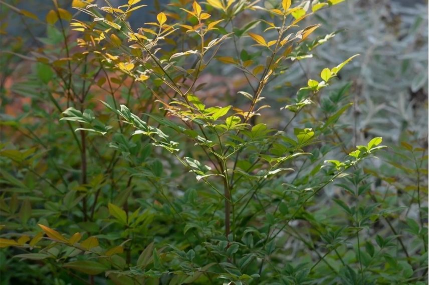 nandina domestica à mi-ombre