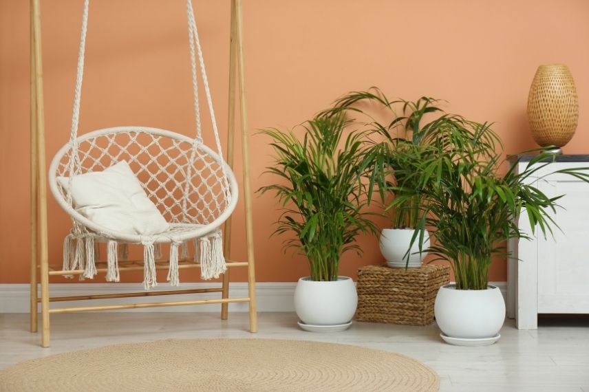 areca entretien printemps