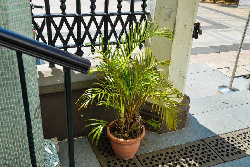 areca palmier d'intérieur entretien 