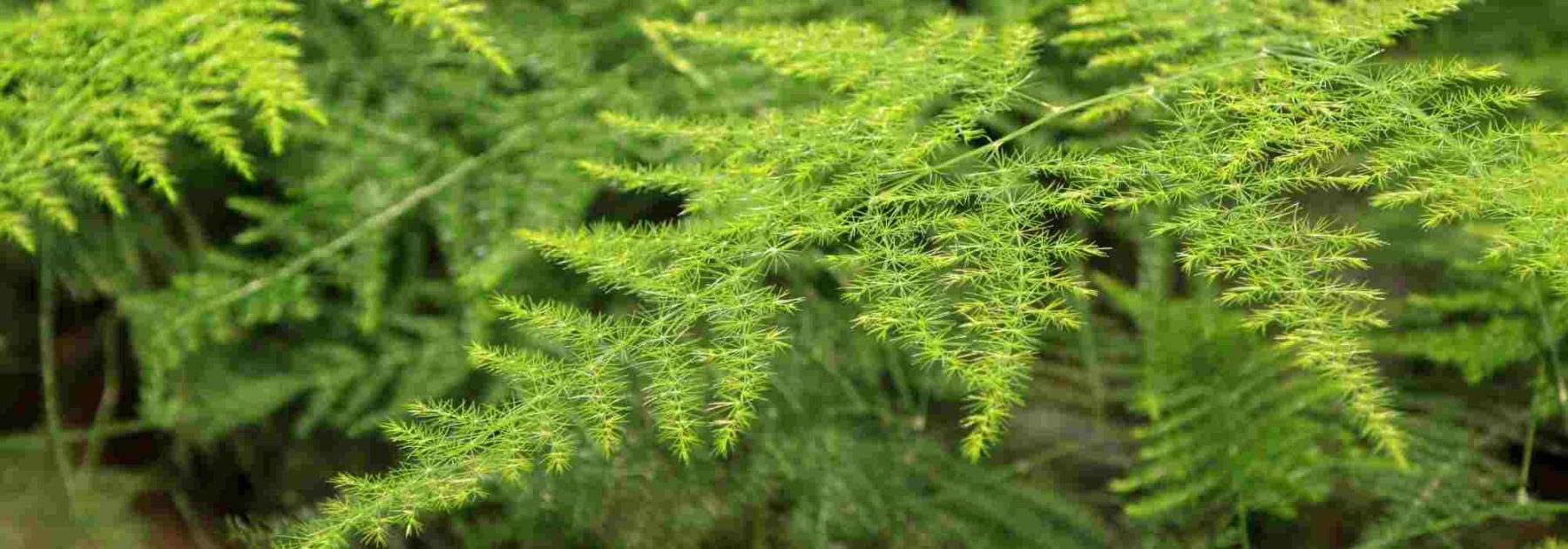 Asparagus d'intérieur : comment l'entretenir saison par saison ?