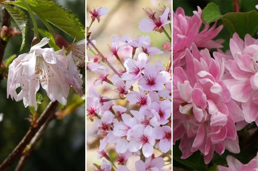 cerisiers du japon fleurs roses