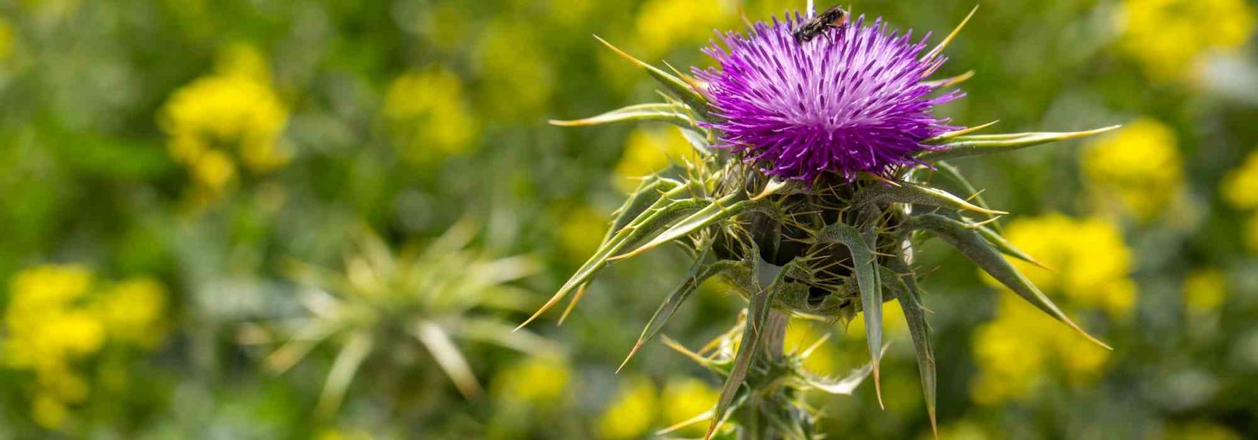 Chardon-marie : une plante médicinale à cultiver pour ses bienfaits