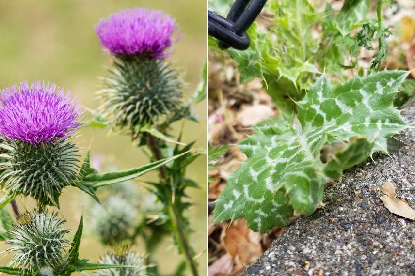 chardon-marie fleurs et feuilles bienfaits pour la santé