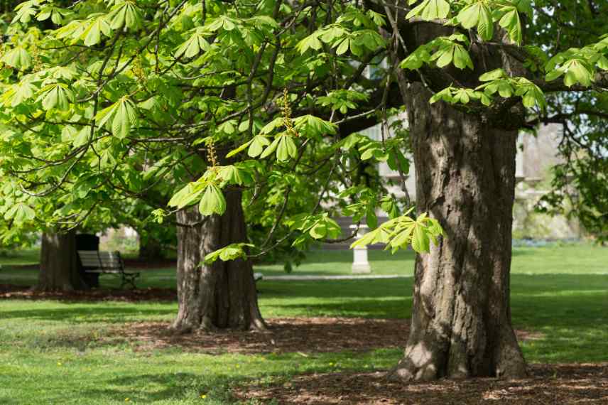 quel arbre pour jardin petit moyen grand