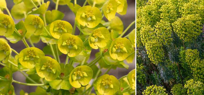 inflorescences types fleurs exemples