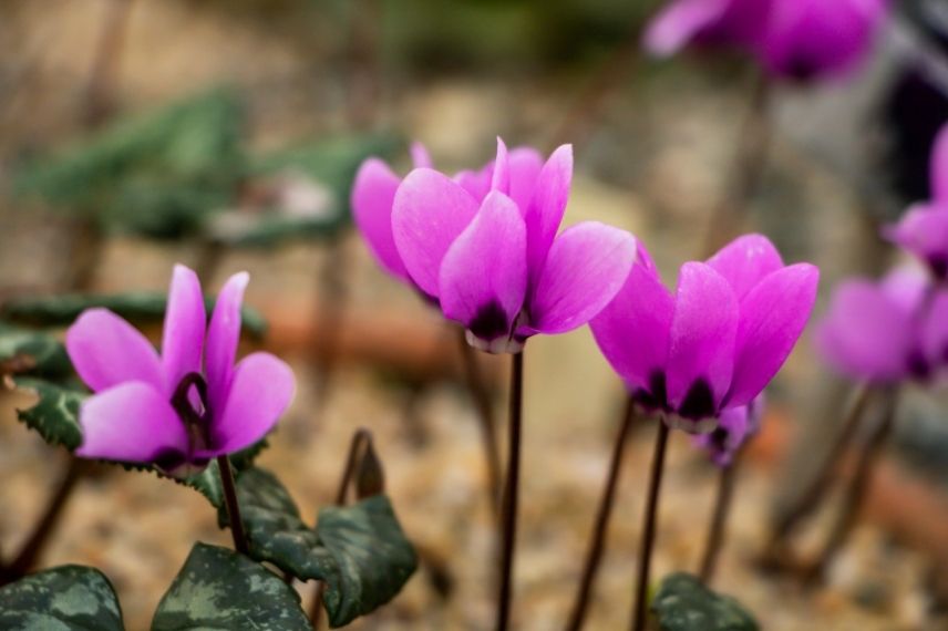 fleurs roses de cyclamen