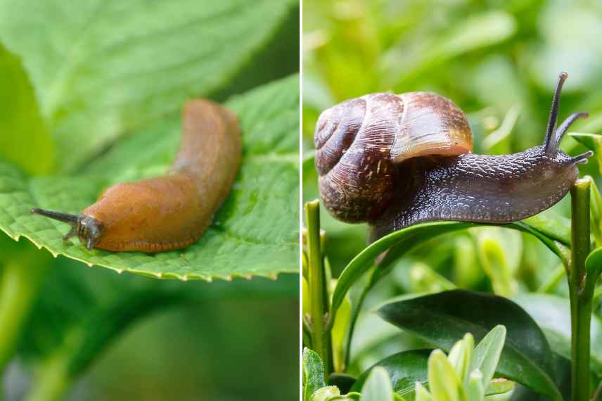 nuisibles limaces escargots