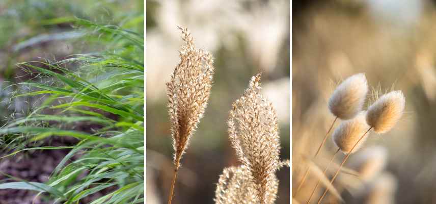 types of botanical inflorescences